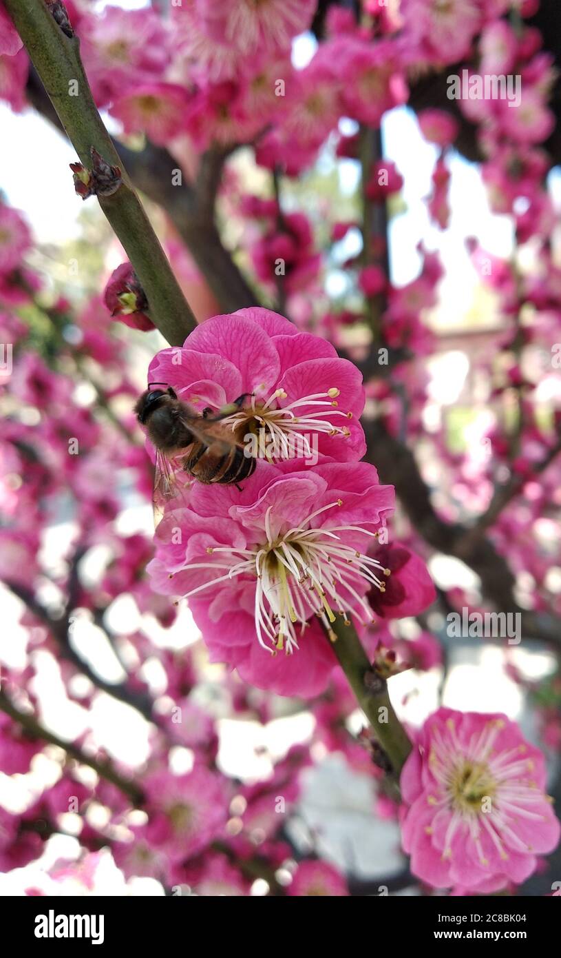 Eine Biene blieb im Frühling in Yangzhou China in roter Pflaumenblüte Stockfoto