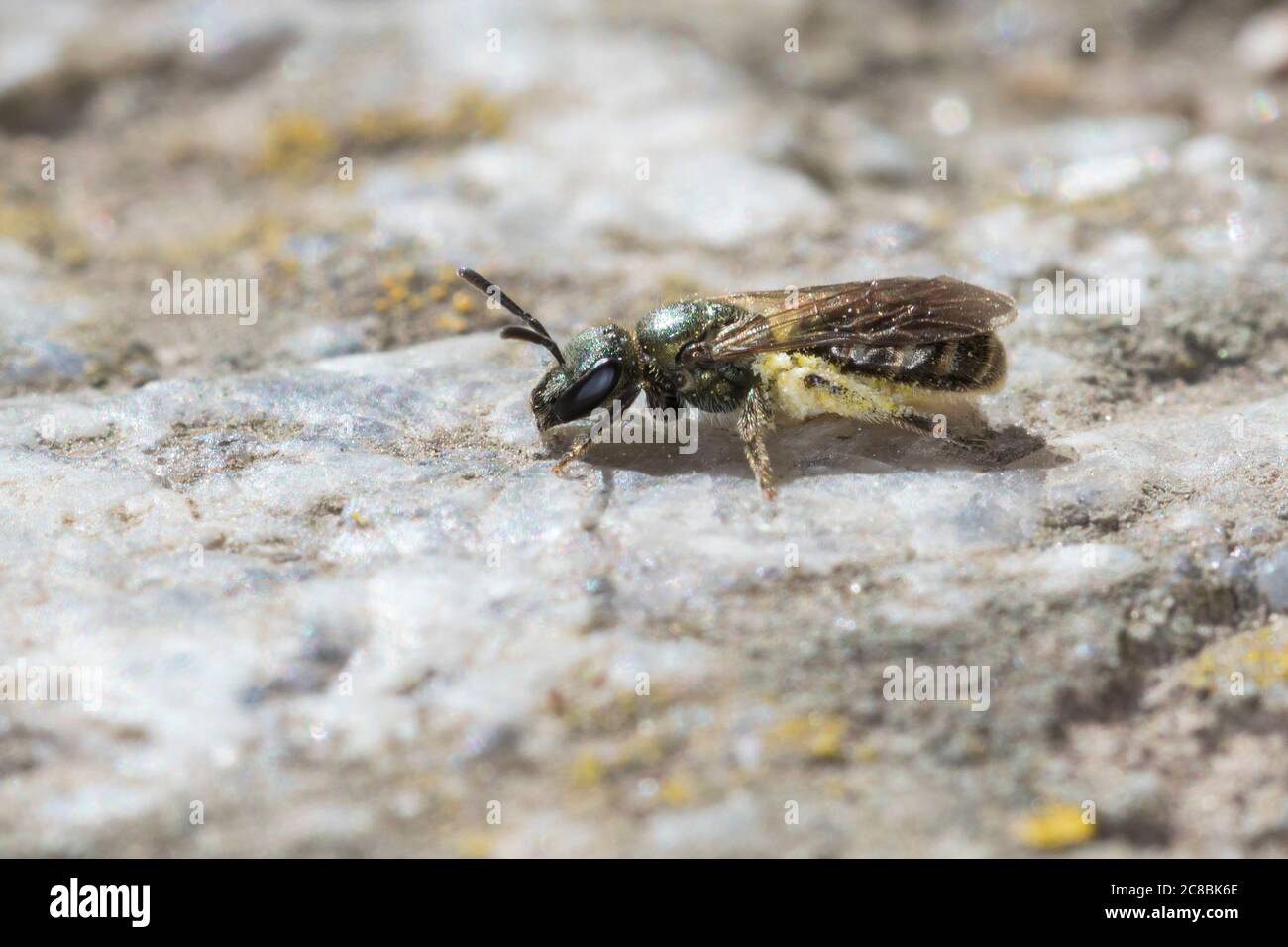 Dunkelgrüne Schmalbiene, Smaragdgrüne Schmalbiene, Dunkelgrüne Gold-Schmalbiene, Schwarze Schmalbiene, Weibchen, Lasioglossum morio, Evylaeus morio, D Stockfoto