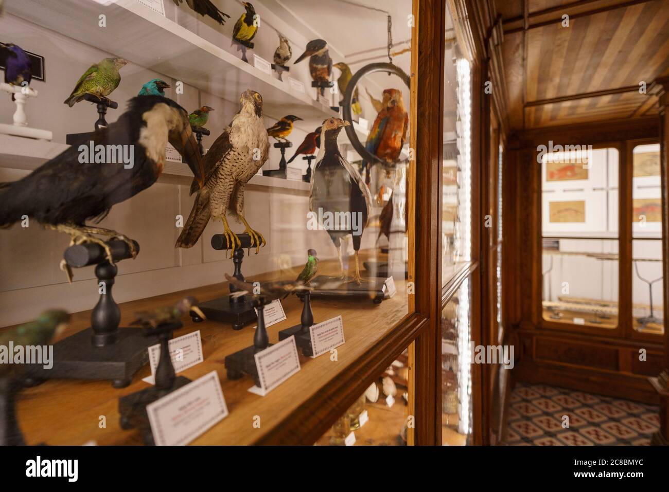 Ausgestopfte Vögel im Wissenschaftsmuseum der Universität Coimbra aka Museu da Ciência da Universidade in Coimbra, Portugal, Europa Stockfoto