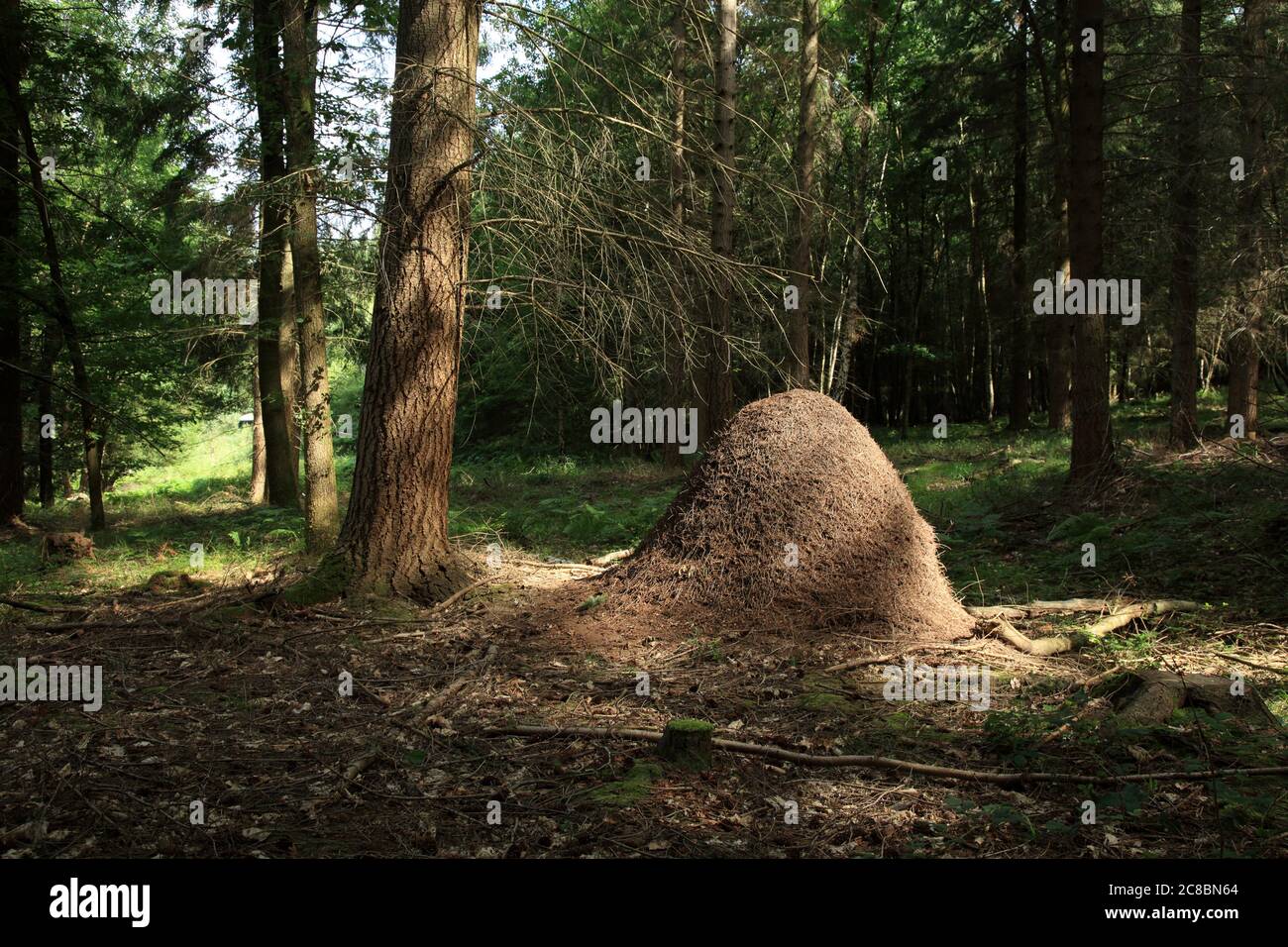 Große Rotholzanze (Formica rufa) brütet im Wyre Forest, Worcestershire, England, Großbritannien. Stockfoto