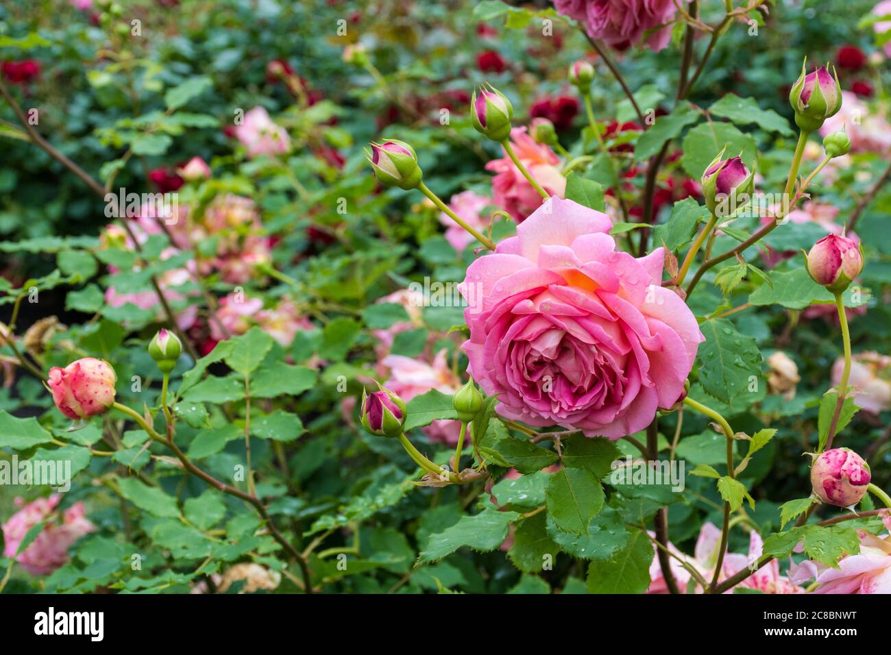 Schöne rosa Rose in einem Garten mit Wassertropfen, aus der Nähe Stockfoto
