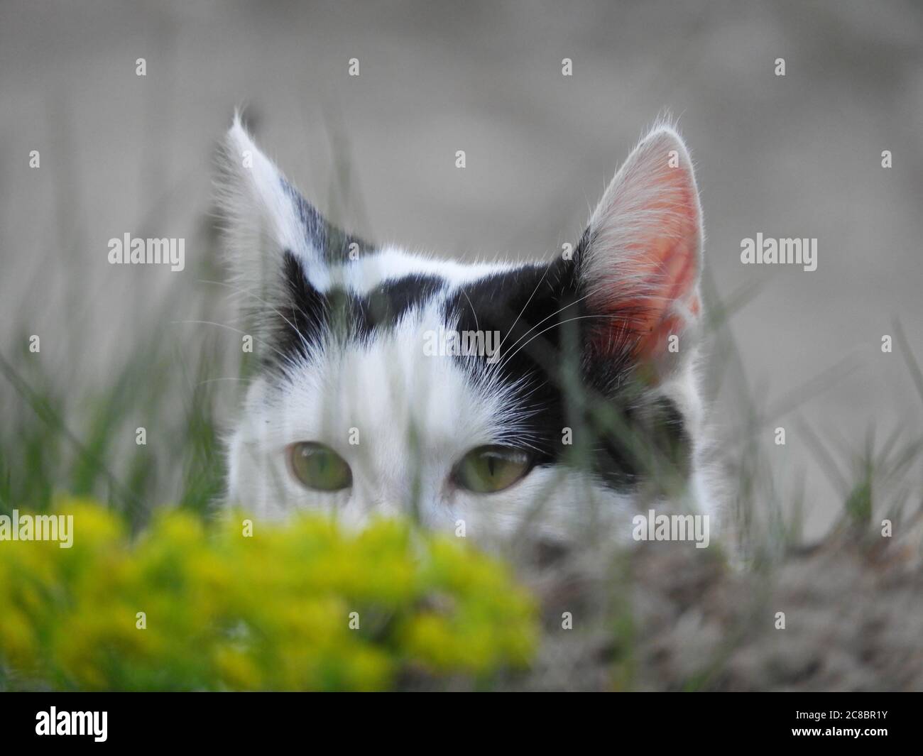 Nahaufnahme einer schönen schwarz weißen Katze mit grün Augen schauen durch das Gras Stockfoto