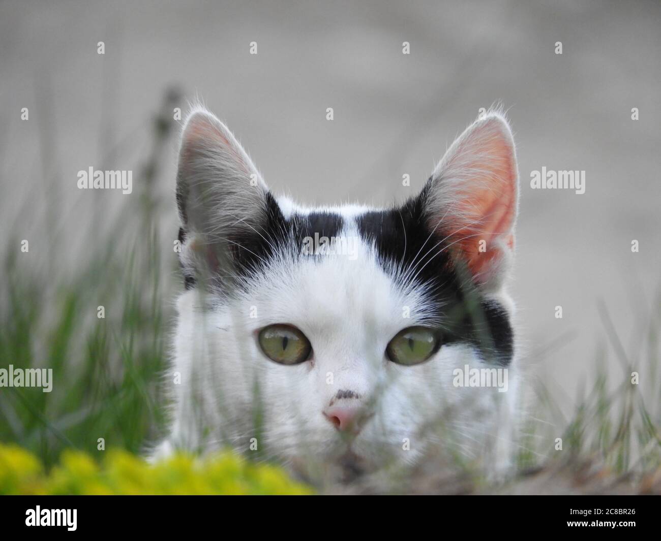 Nahaufnahme einer schönen schwarz weißen Katze mit Piercing Grüne Augen Stockfoto