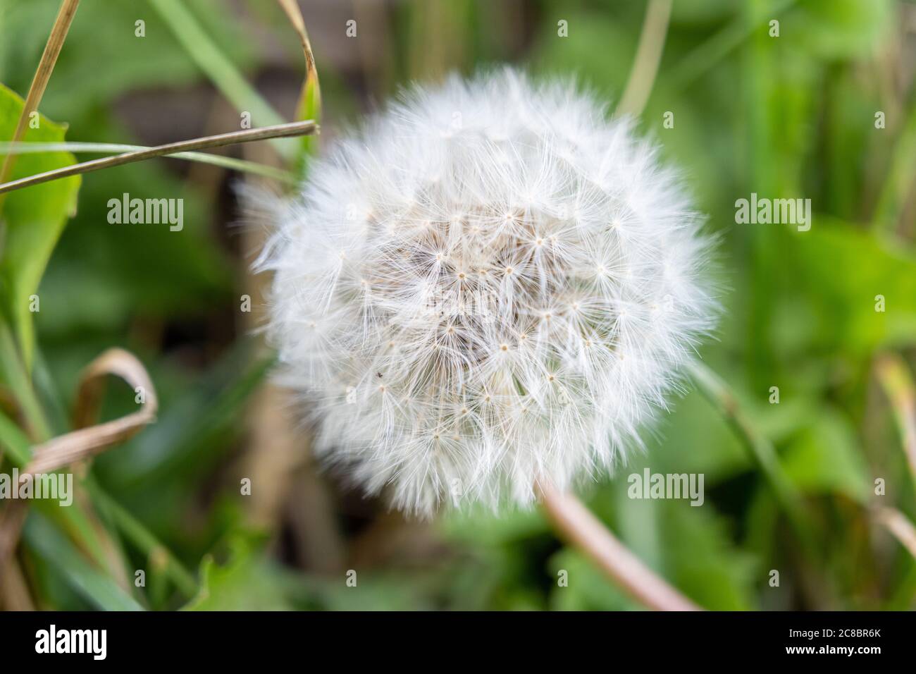 Schöne weiße Taraxacum, Löwenzahn, Blütenkopf. Bild aus Scania, Schweden Stockfoto