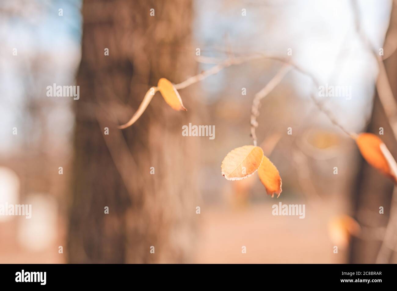Schönen Herbst Landschaft mit gelben Bäume und die Sonne. Buntes Laub in den Park. Fallende Blätter natürlichen Hintergrund Stockfoto