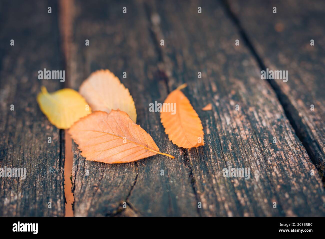 Herbstlaub über hölzerne Hintergrund. Mit Textfreiraum Stockfoto