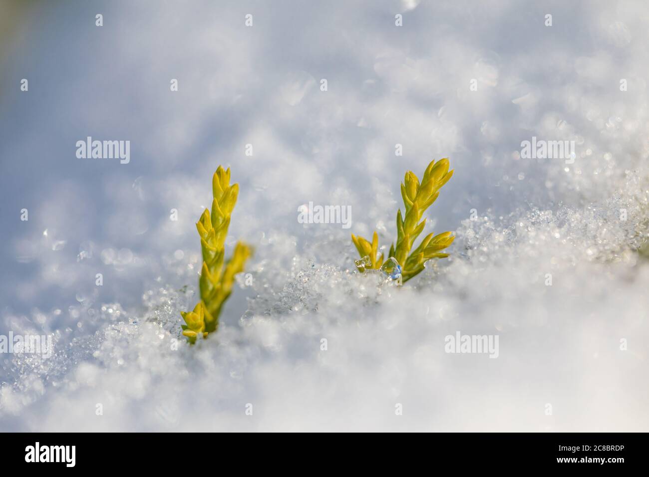 Knospen des Baumes gefroren in Eis. Gefrorenes grünes Gras Stockfoto