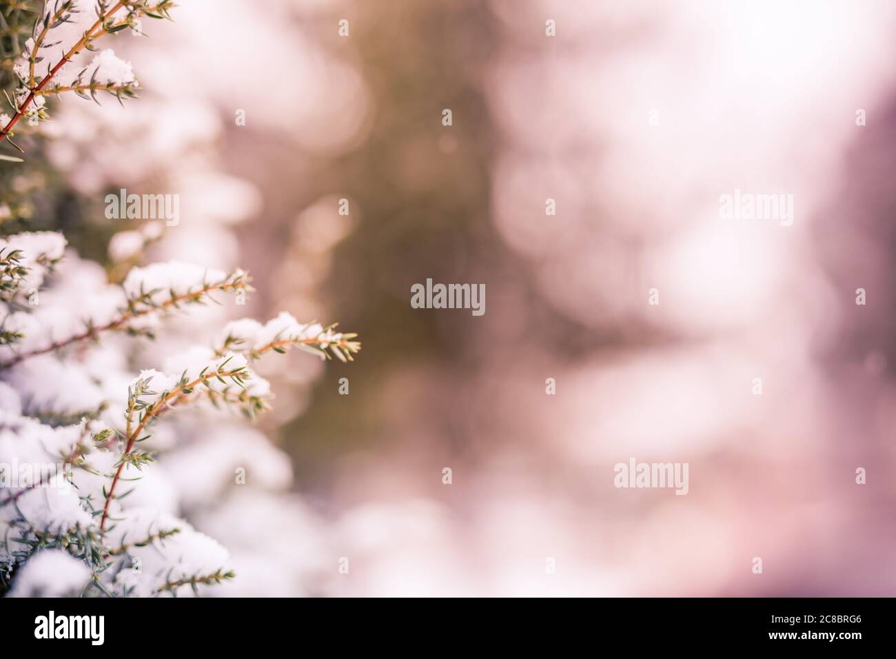 Winter Natur Nahaufnahme. Verschwommene verschneite Tannenzweige mit Schneefall. Gefrorene Nadelzweige im weißen Winter. Abstrakte saisonale Natur Stockfoto