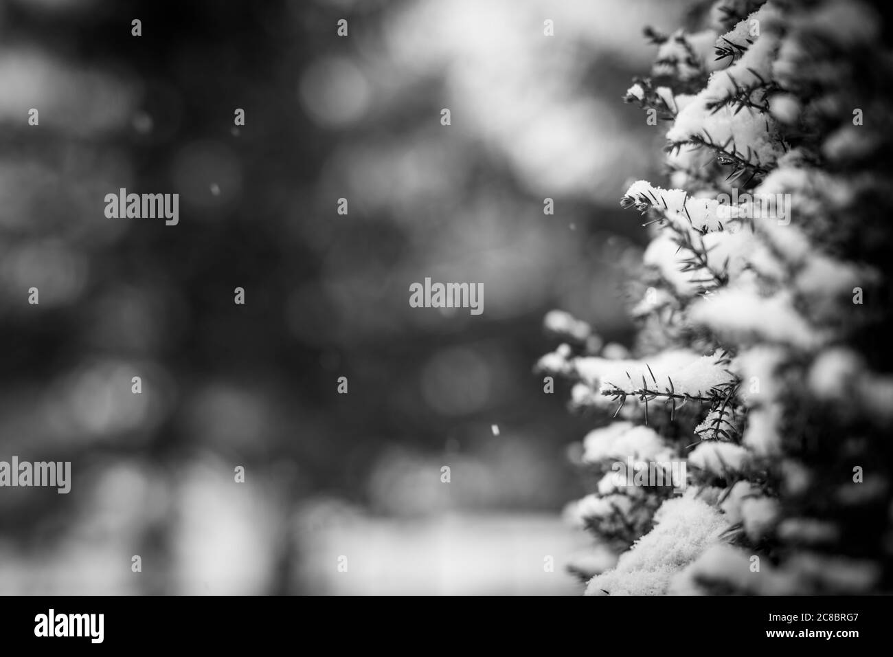 Winter Natur Nahaufnahme. Verschwommene verschneite Tannenzweige mit Schneefall. Gefrorene Nadelzweige im weißen Winter. Abstrakte saisonale Natur Stockfoto