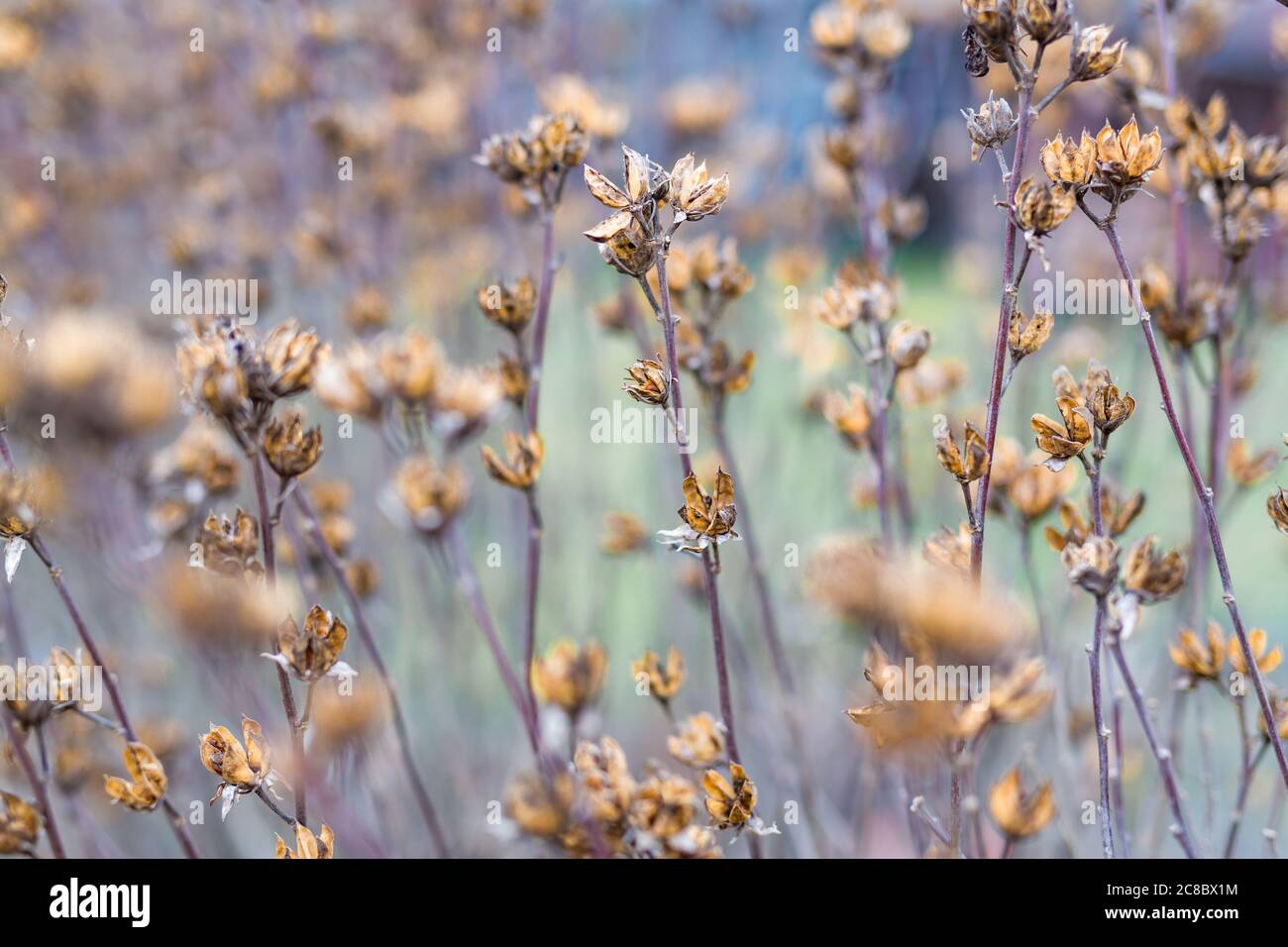 Trockene Distel im Winter Herbst Feld Stockfoto
