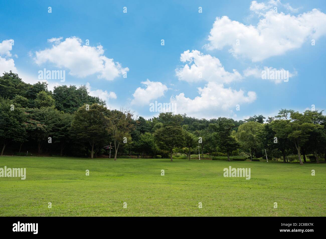Grünes Feld und blauer Himmel. Natur Hintergrund. Stockfoto