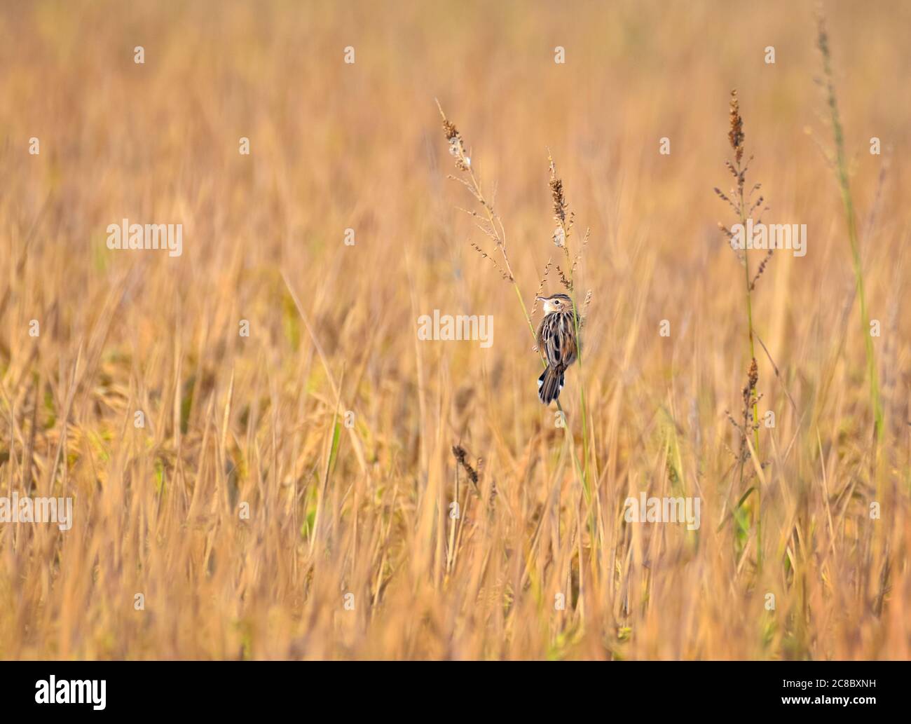 Der Zitting cisticola oder gestreifte Fantail-Warbler, ist ein weit verbreiteter Altweltwarzenbler. Stockfoto