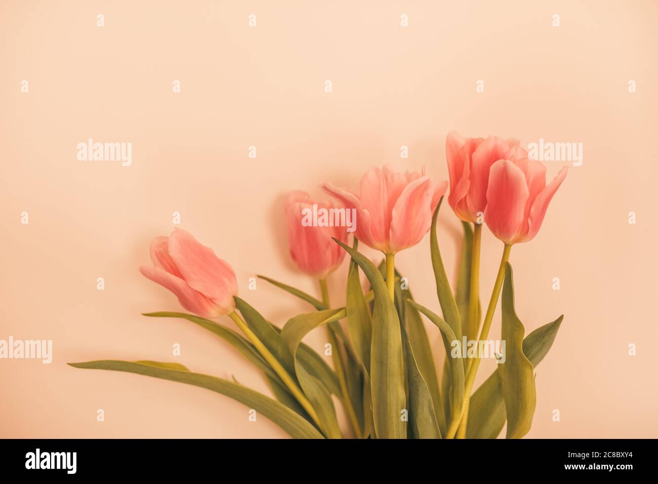 Rosa Tulpen Bouquet isoliert auf weißem Hintergrund von oben. Draufsicht auf rote Blumenknospen. Design-Layout für Grußkarten im Frühling und ostern. Stockfoto