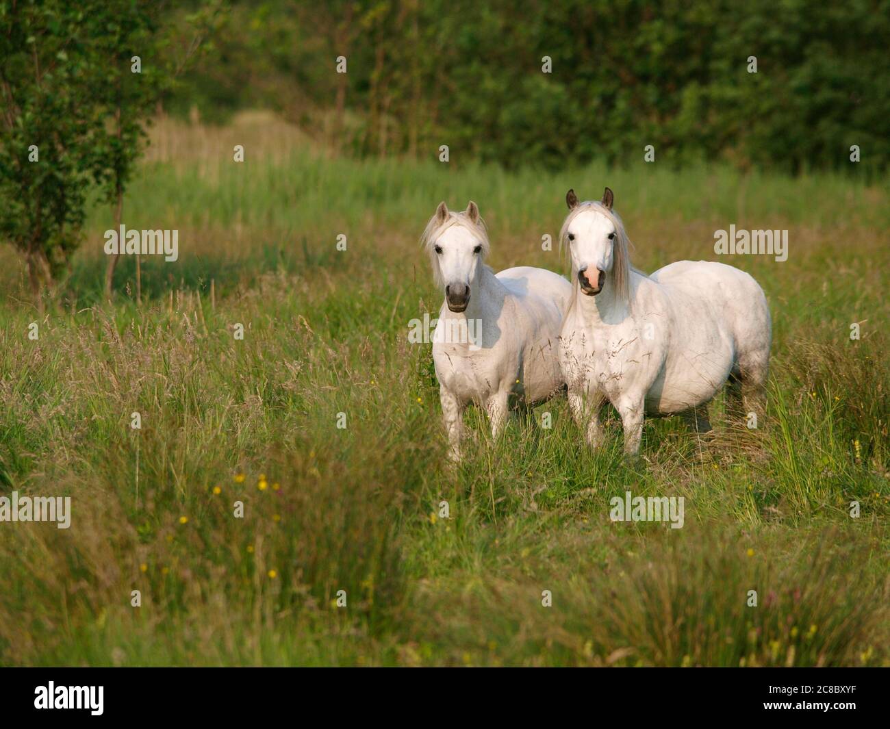 Ein Paar einheimischer Ponys auf einer Wiese mit langem Sommerrasen. Stockfoto