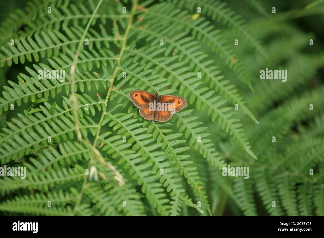 Torwartschmetterling (pyronia tithonus) auf einer Bracken-Wedel im Wyre-Wald, Worcestershire, England, Großbritannien. Stockfoto