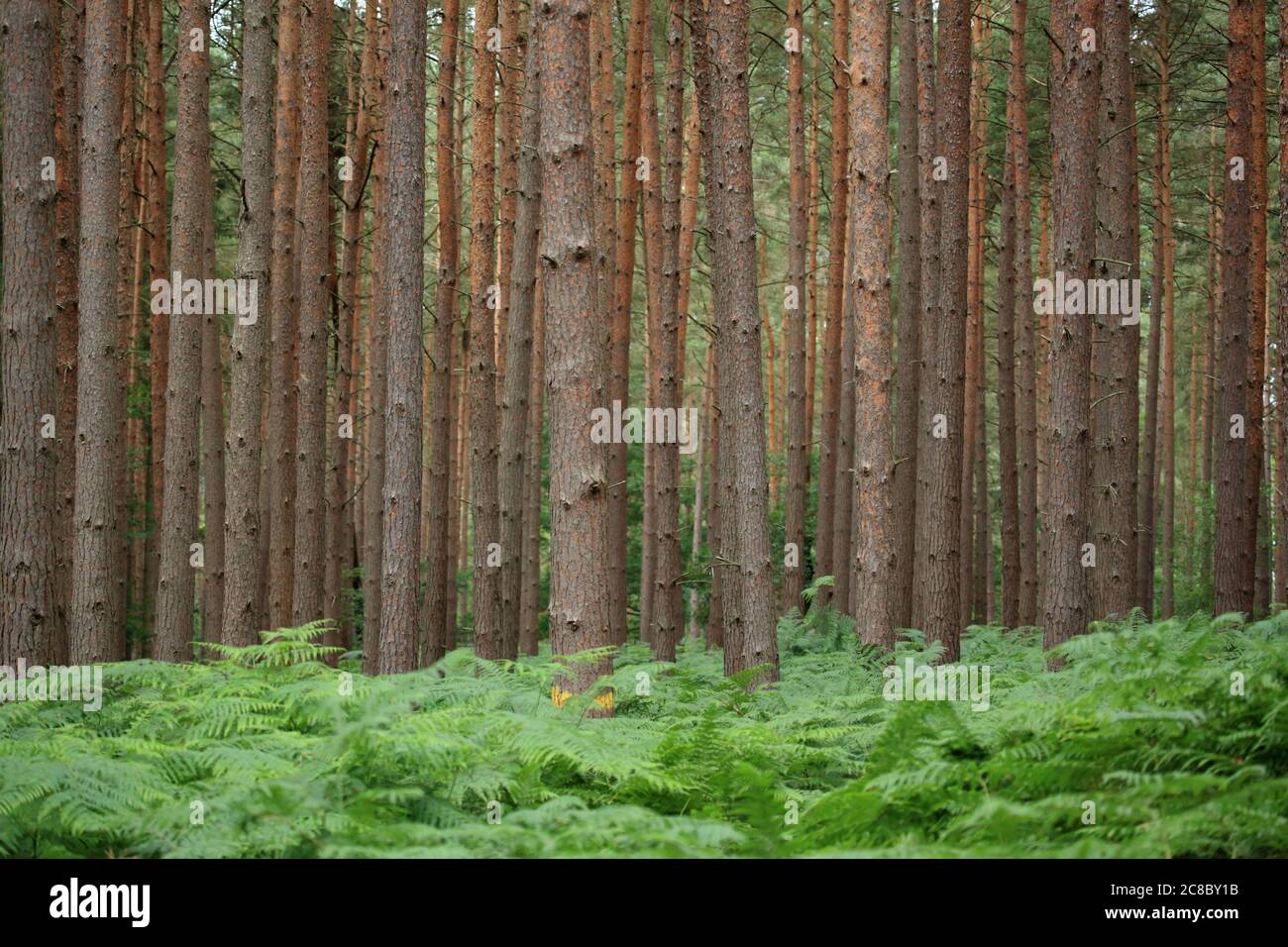 Kiefern wachsen im Wyre Forest, Worcestershire, England, Großbritannien. Stockfoto