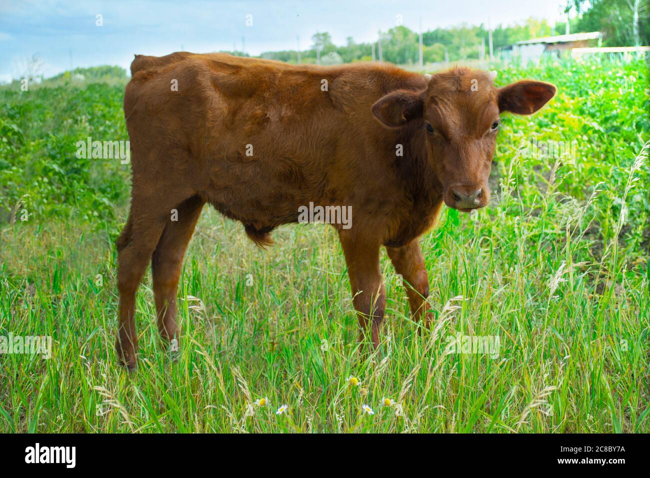 Rotes Kuhkalb auf einer Weide in der Nähe des Dorfes grasen auf dem Gras Stockfoto