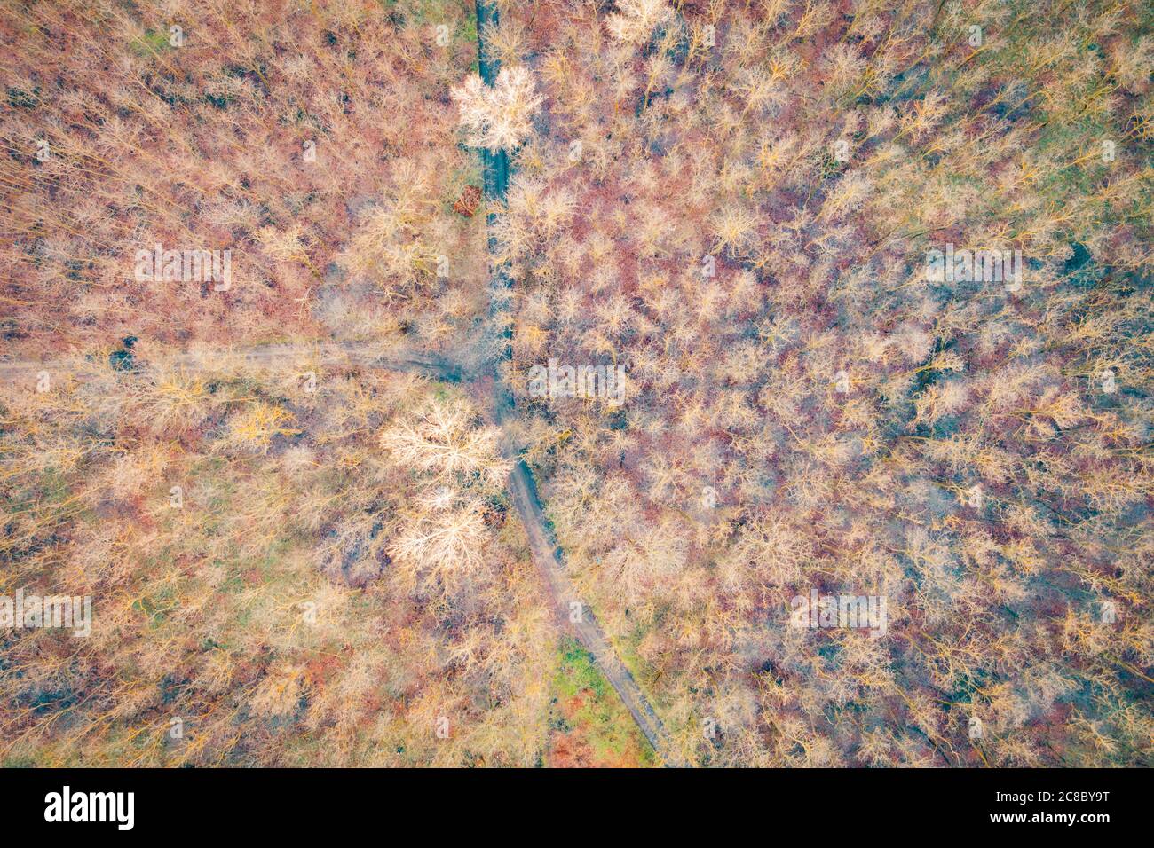 Atemberaubende Luftaufnahme der Straße mit Kurven durch dichten Wald in Herbstfarben. Luftlandschaft des Herbstwaldes. Farbenfrohe Natursicht, Draufsicht Stockfoto