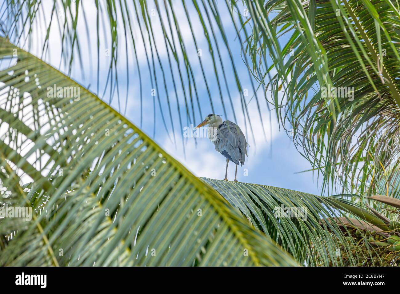 Graureiher auf einer Palme. Malediven, tropische Natur im Indischen Ozean Stockfoto