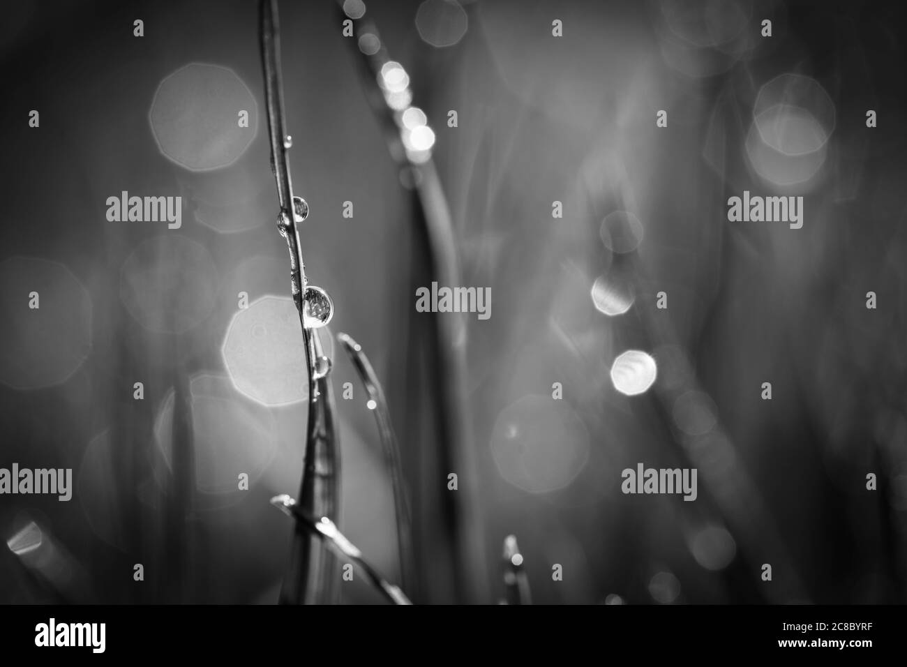 Morgentau tropft schwarz und weiß auf das Gras. Abstrakte monochrome Natur Nahaufnahme, Gras und regen Tropfen. Schwarz-weiße Naturkunst im Sonnenlicht Stockfoto
