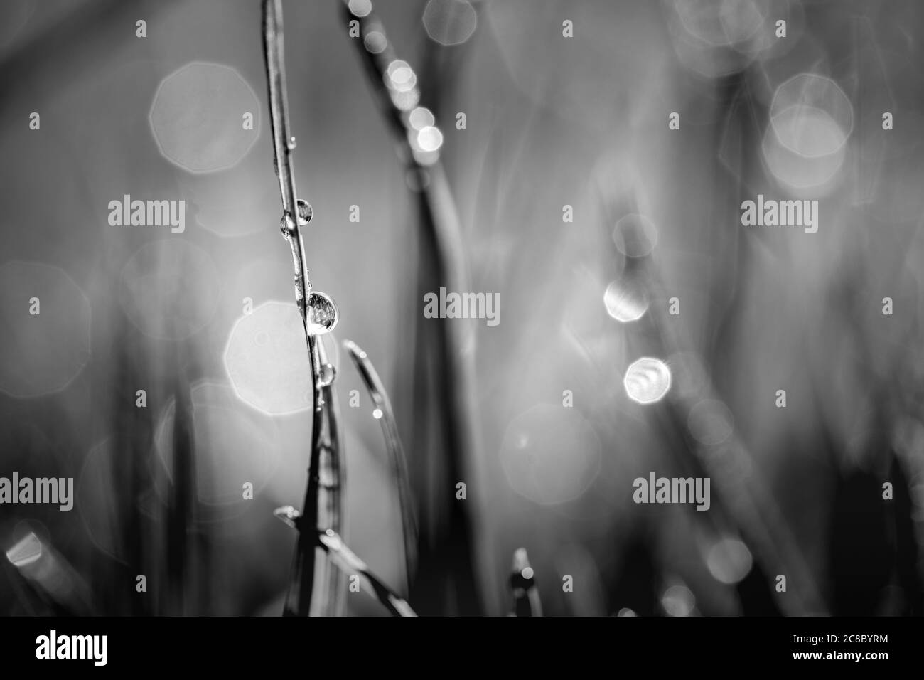 Morgentau tropft schwarz und weiß auf das Gras. Abstrakte monochrome Natur Nahaufnahme, Gras und regen Tropfen. Schwarz-weiße Naturkunst im Sonnenlicht Stockfoto