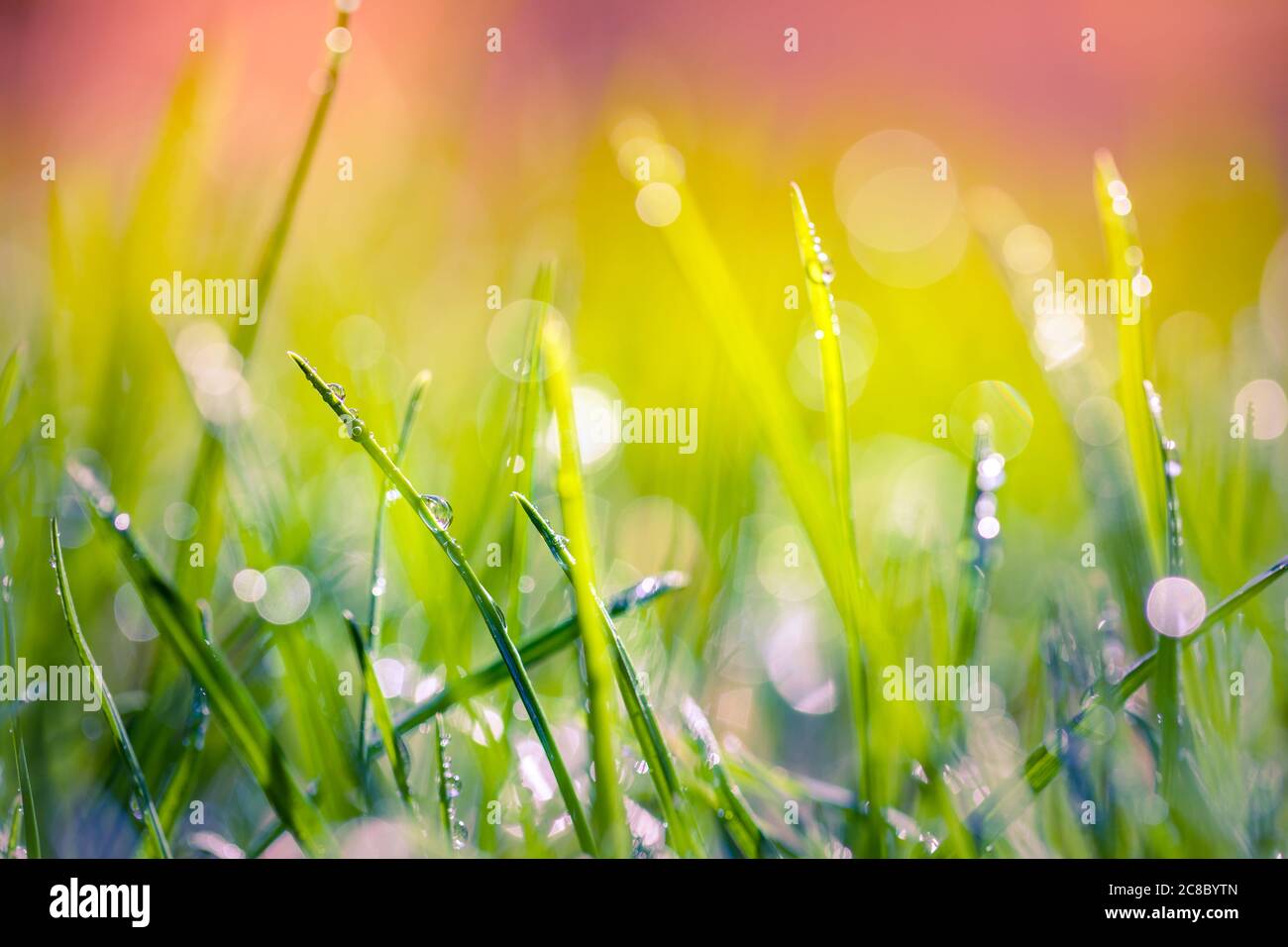 Schönes üppiges grünes Gras auf der Wiese mit Tropfen Wassertau im Morgenlicht im Frühling Sommer im Freien Nahaufnahme Makro. Frische grüne Natur, Laub Stockfoto