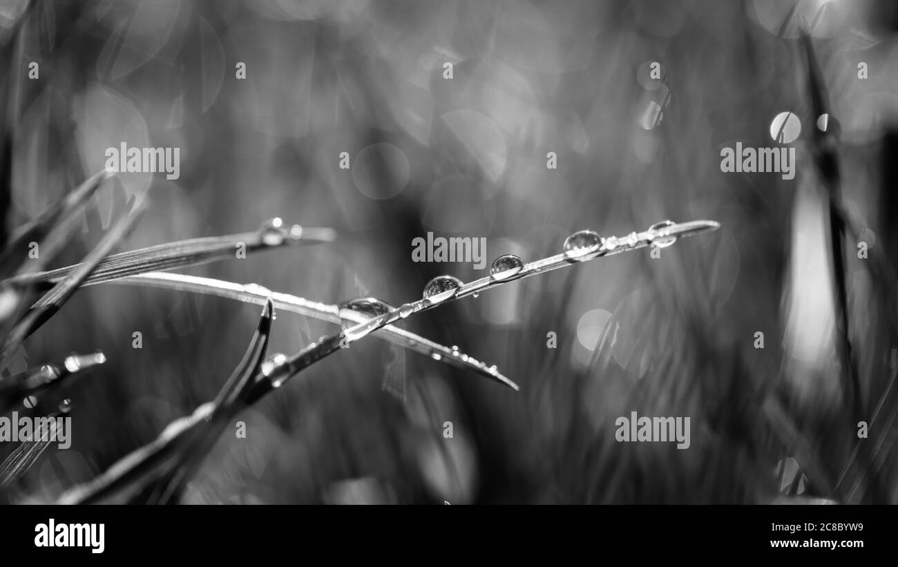 Morgentau tropft schwarz und weiß auf das Gras. Abstrakte monochrome Natur Nahaufnahme, Gras und regen Tropfen. Schwarz-weiße Naturkunst im Sonnenlicht Stockfoto