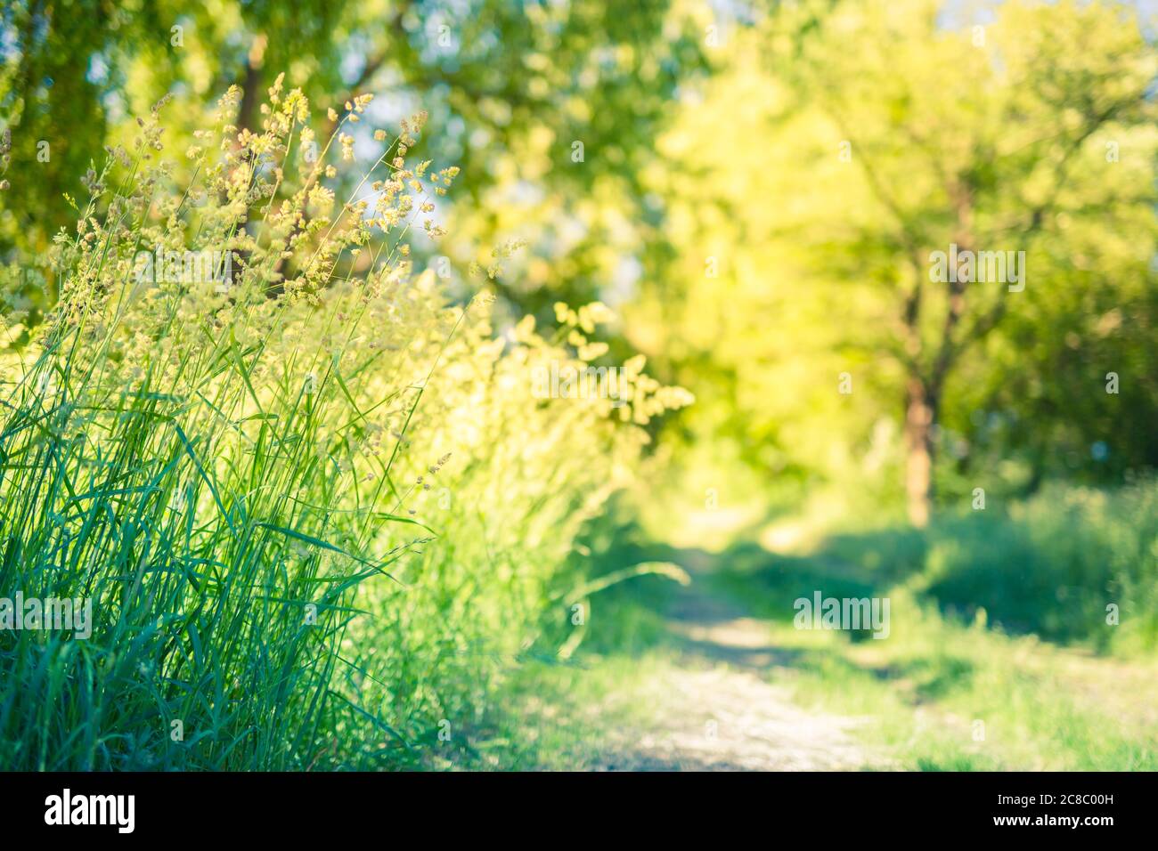 Sommerzeit. Blühende Wiesenblume auf dem Hintergrund eines sonnigen Feldes. Helle grüne Natur, künstlerische friedliche beruhigende ländliche Szene Stockfoto