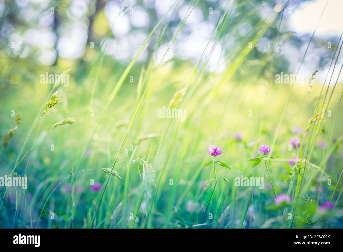 Sommerzeit. Blühende Wiesenblume auf dem Hintergrund eines sonnigen Feldes. Helle grüne Natur, künstlerische friedliche beruhigende ländliche Szene Stockfoto