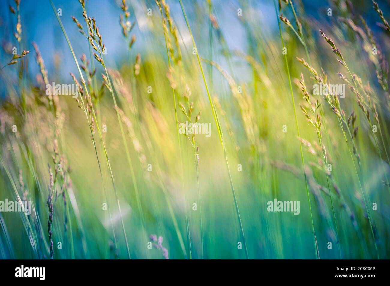 Sommerzeit. Blühende Wiesenblume auf dem Hintergrund eines sonnigen Feldes. Helle grüne Natur, künstlerische friedliche beruhigende ländliche Szene Stockfoto