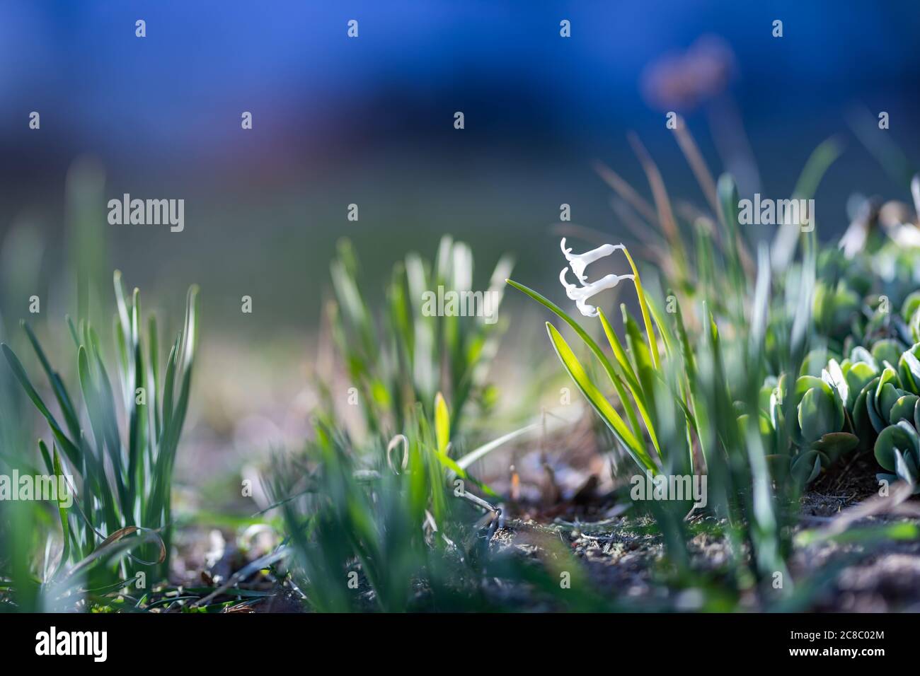 Helle Frühlingsblumen, Schneeglöckchen im Garten, Sonnenlicht, verschwommene Graswiese Stockfoto