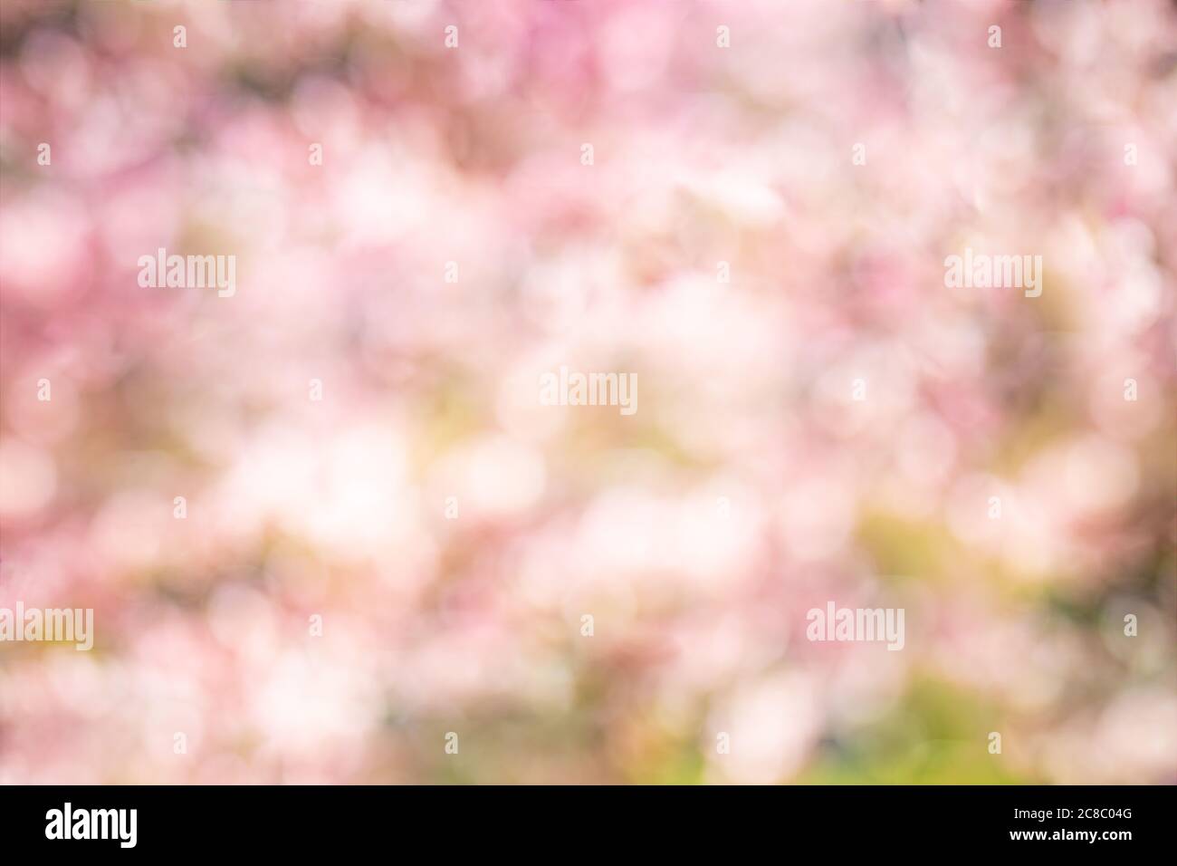 Abstrakt Frühling Hintergrund mit rosa Blumen, Blur Bokeh Frühling blühenden floralen Hintergrund Stockfoto