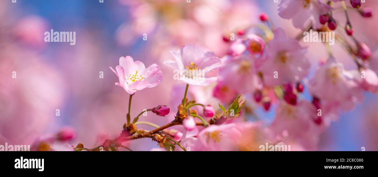 Frühlingsblüte. Mandelblüten mit Sonnenlicht am Himmel. Tolle Aussicht auf die Natur, Blick auf den Frühling. Sonnige Farben und helle Hintergrundkonzept Stockfoto