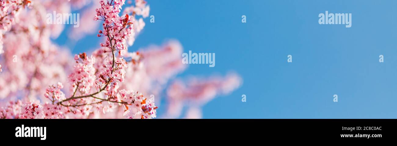 Frühlingsblüte. Mandelblüten mit Sonnenlicht am Himmel. Tolle Aussicht auf die Natur, Blick auf den Frühling. Sonnige Farben und helle Hintergrundkonzept Stockfoto