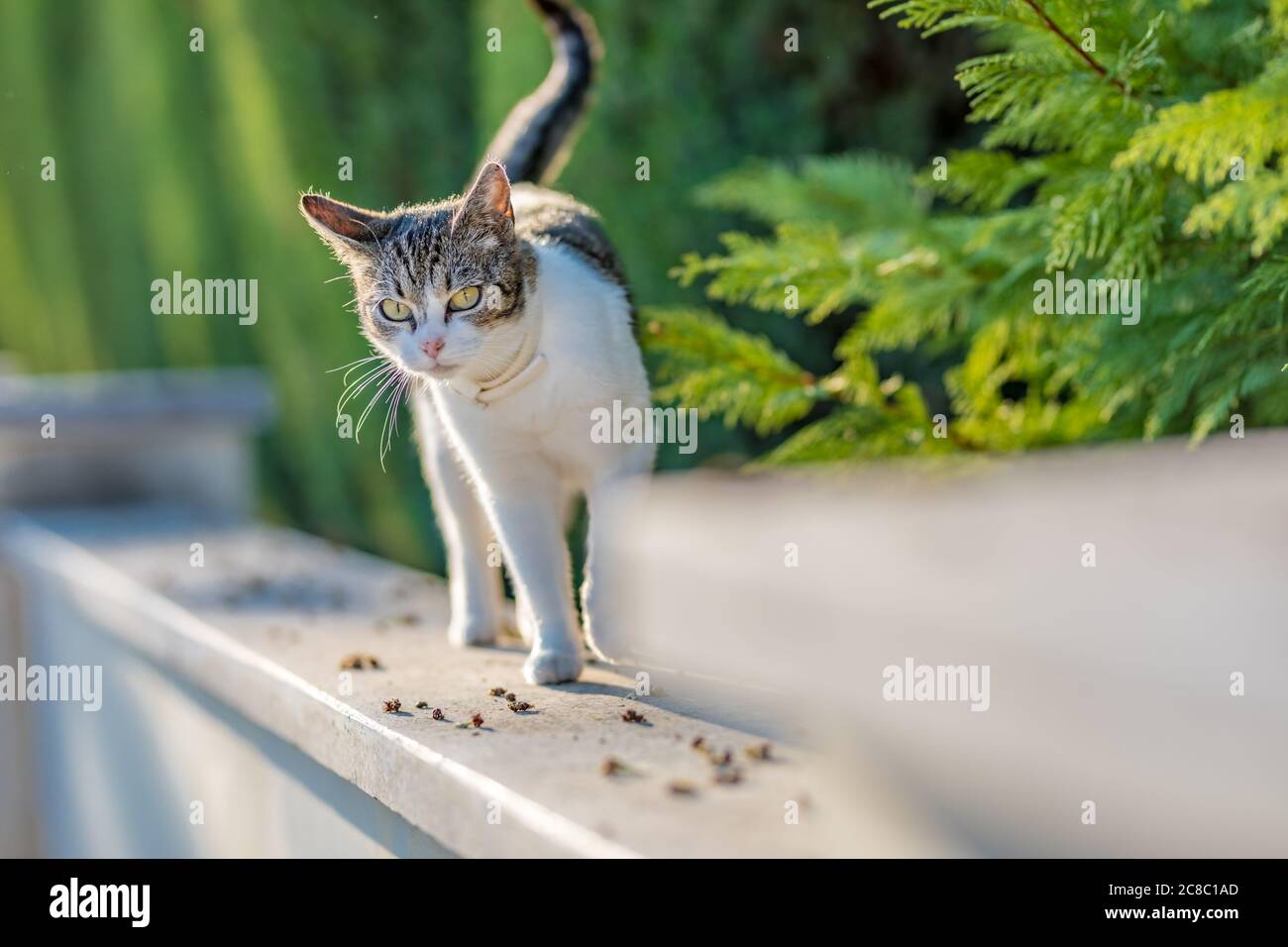 Vorderansicht einer gestromten weißen britischen Kurzhaarkatze, die am Steinzaun balanciert. Schöne Katze Haustier Porträt, im Freien grün Natur verschwimmen Stockfoto