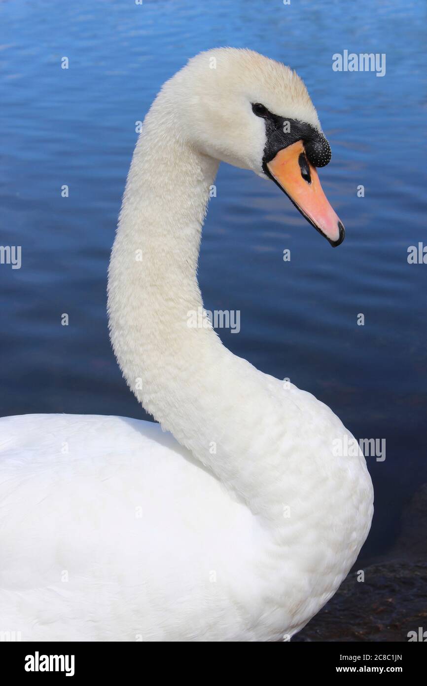Stumme Schwan - Cygnus olor Portrait Stockfoto