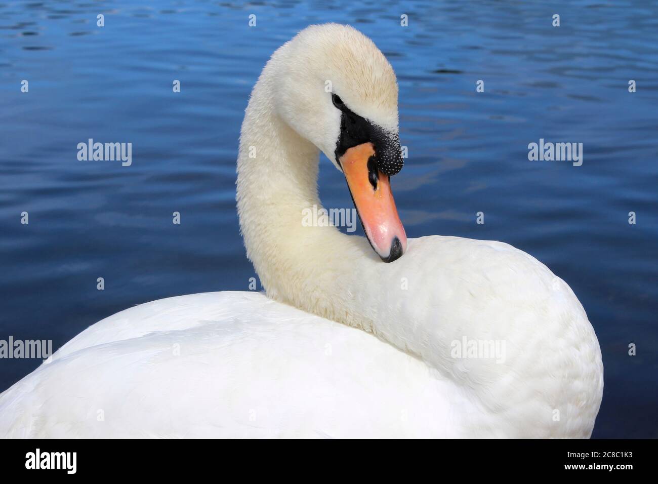 Höckerschwan - Cygnus olor Stockfoto