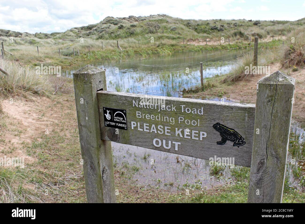 Natterjack Toad Breeding Pool, Ainsdale Dunes Nature Reserve, Großbritannien Stockfoto