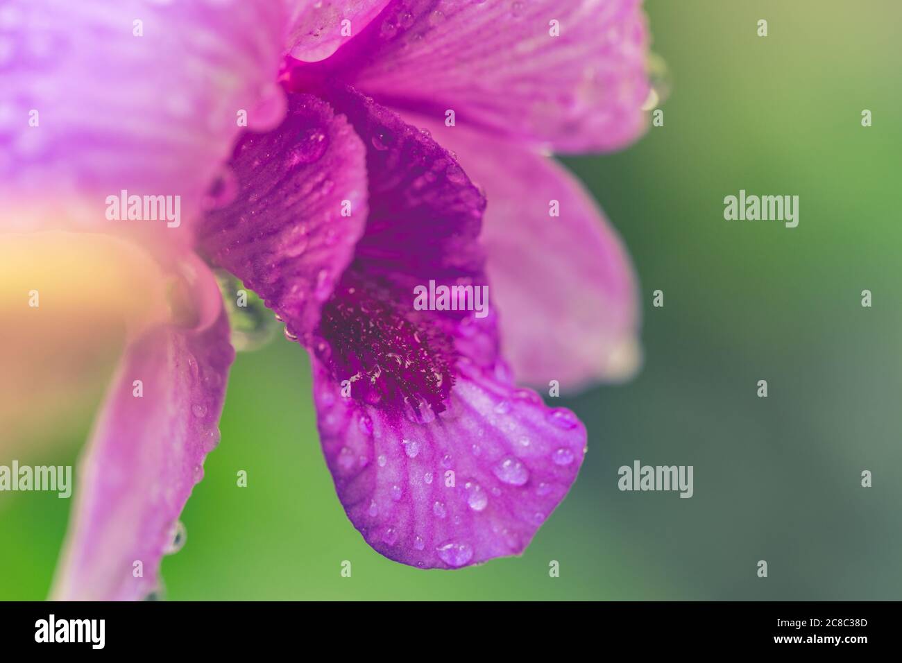 Bunte Gardenia Blume mit Regentropfen auf verschwommenem Bokeh tropischen Natur Hintergrund. Exotische Blumenlandschaft Stockfoto