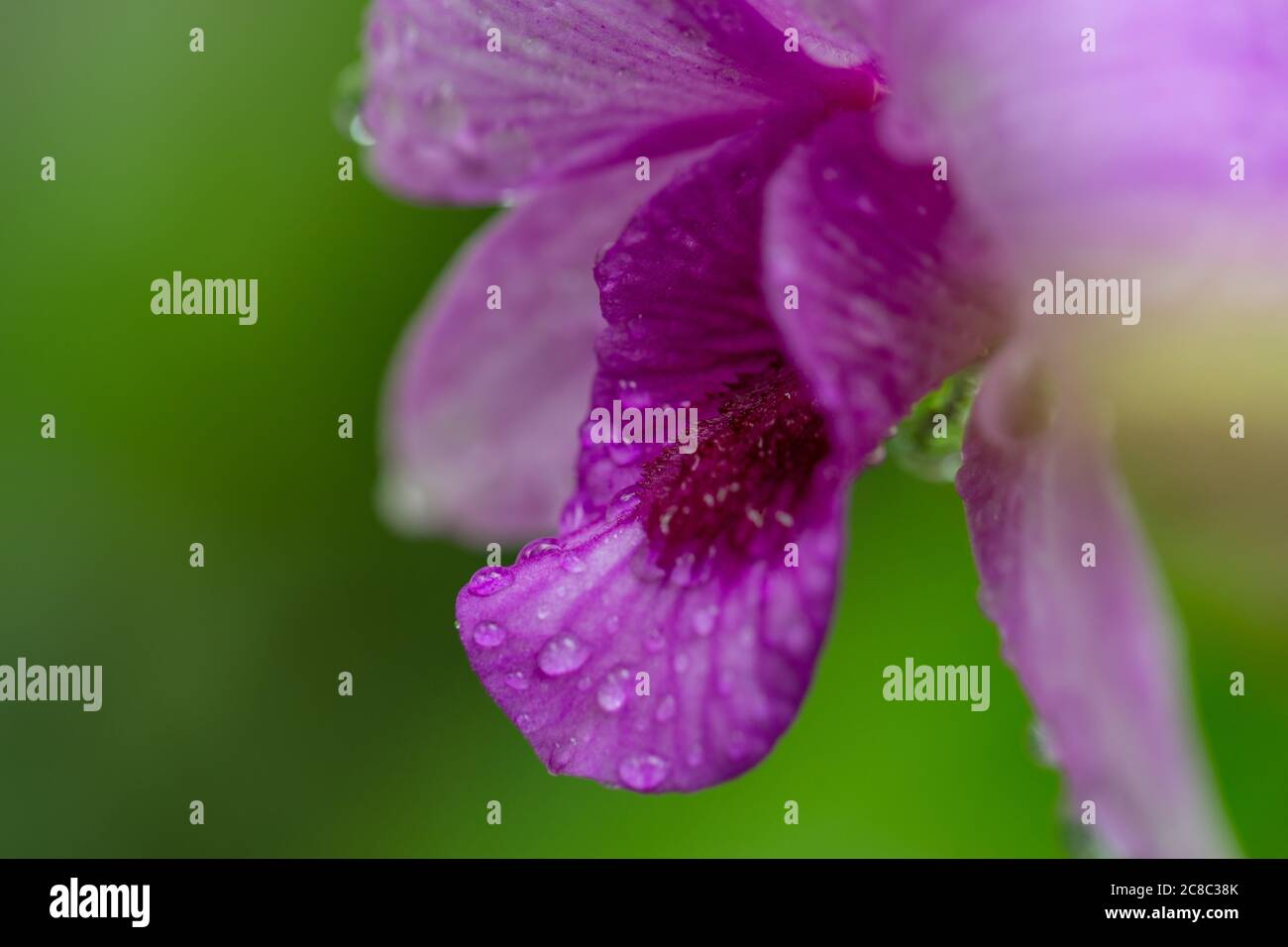 Bunte Gardenia Blume mit Regentropfen auf verschwommenem Bokeh tropischen Natur Hintergrund. Exotische Blumenlandschaft Stockfoto