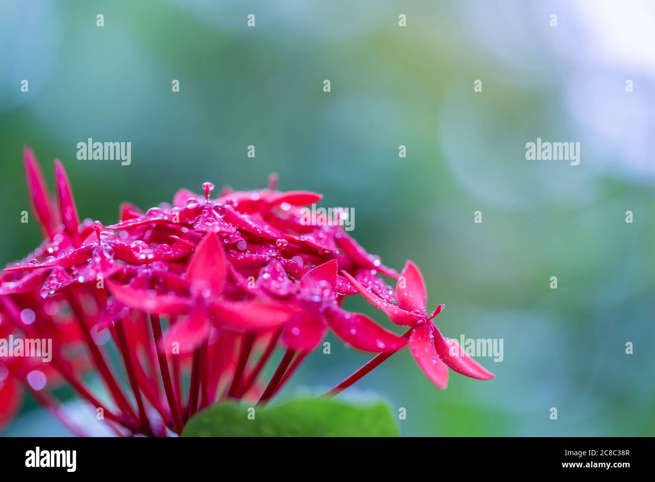 Bunte Gardenia Blume mit Regentropfen auf verschwommenem Bokeh tropischen Natur Hintergrund. Exotische Blumenlandschaft Stockfoto