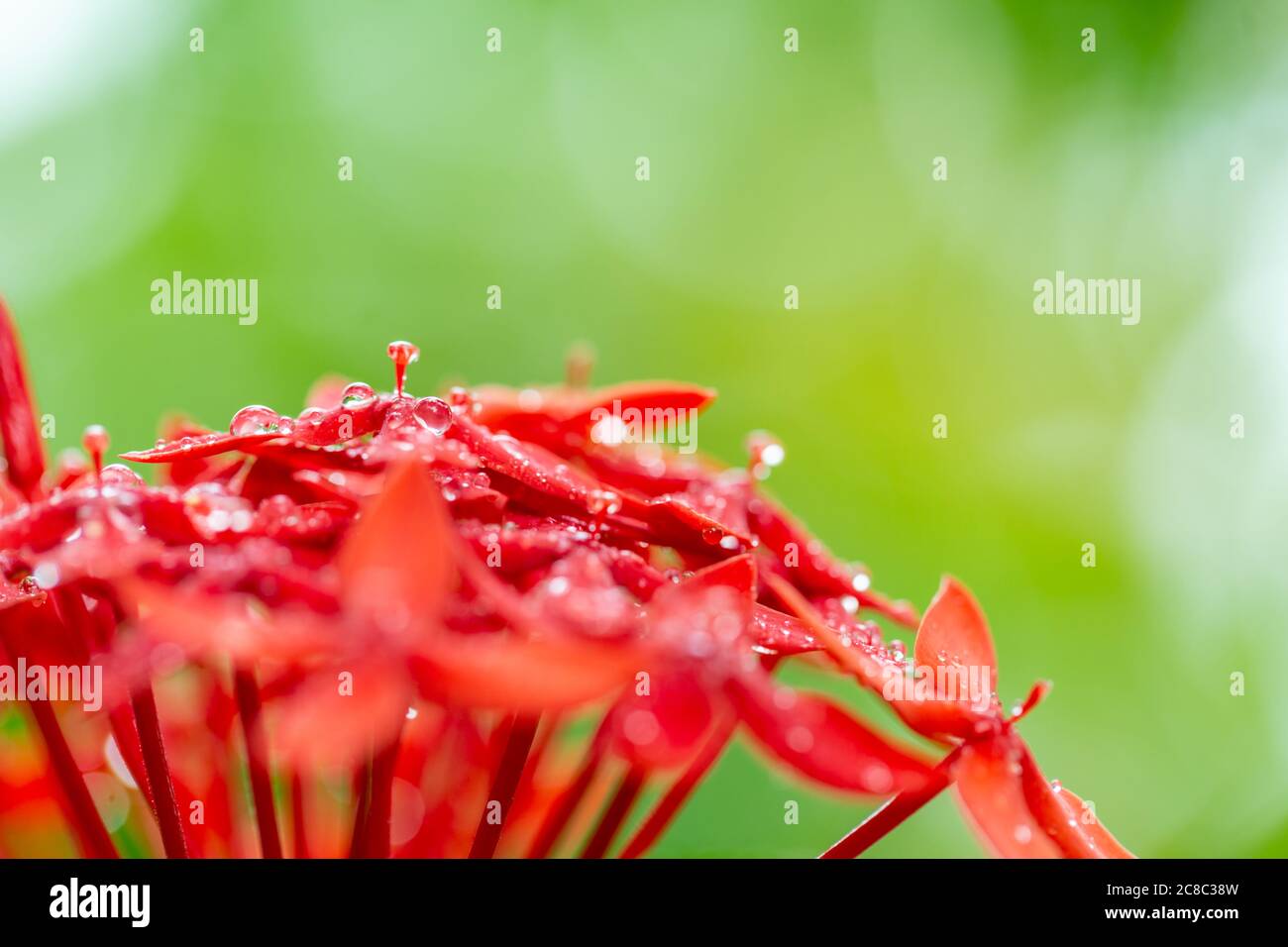 Bunte Gardenia Blume mit Regentropfen auf verschwommenem Bokeh tropischen Natur Hintergrund. Exotische Blumenlandschaft Stockfoto