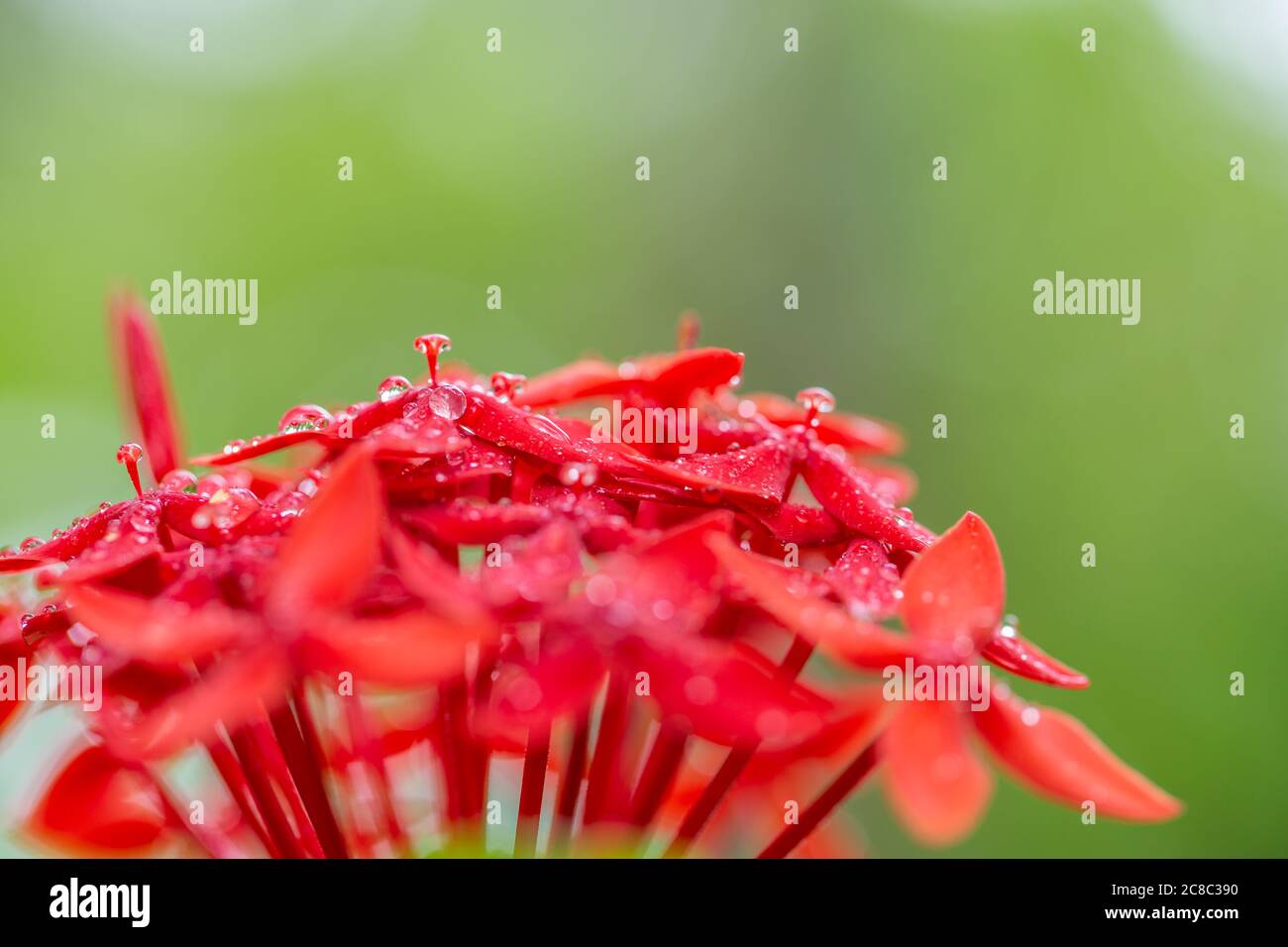 Bunte Gardenia Blume mit Regentropfen auf verschwommenem Bokeh tropischen Natur Hintergrund. Exotische Blumenlandschaft Stockfoto