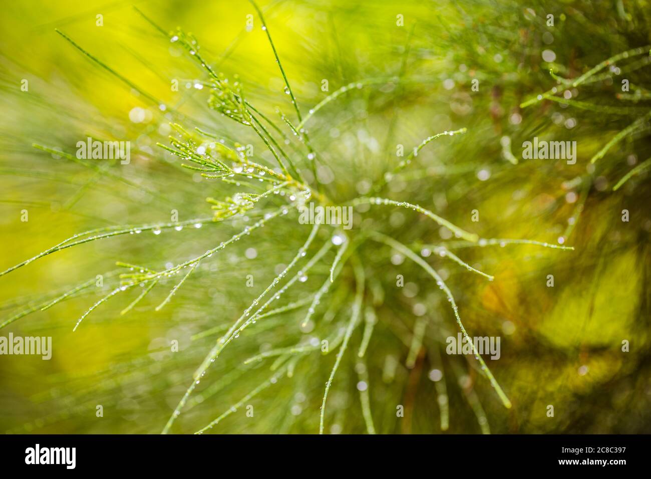 Bunte Gardenia Blume mit Regentropfen auf verschwommenem Bokeh tropischen Natur Hintergrund. Exotische Blumenlandschaft Stockfoto