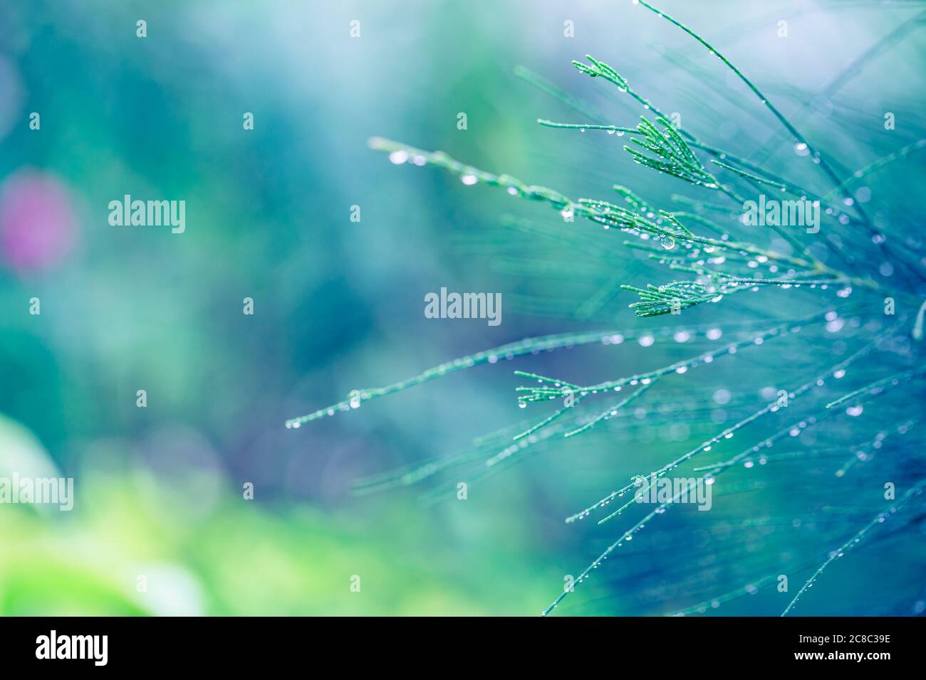 Bunte Gardenia Blume mit Regentropfen auf verschwommenem Bokeh tropischen Natur Hintergrund. Exotische Blumenlandschaft Stockfoto