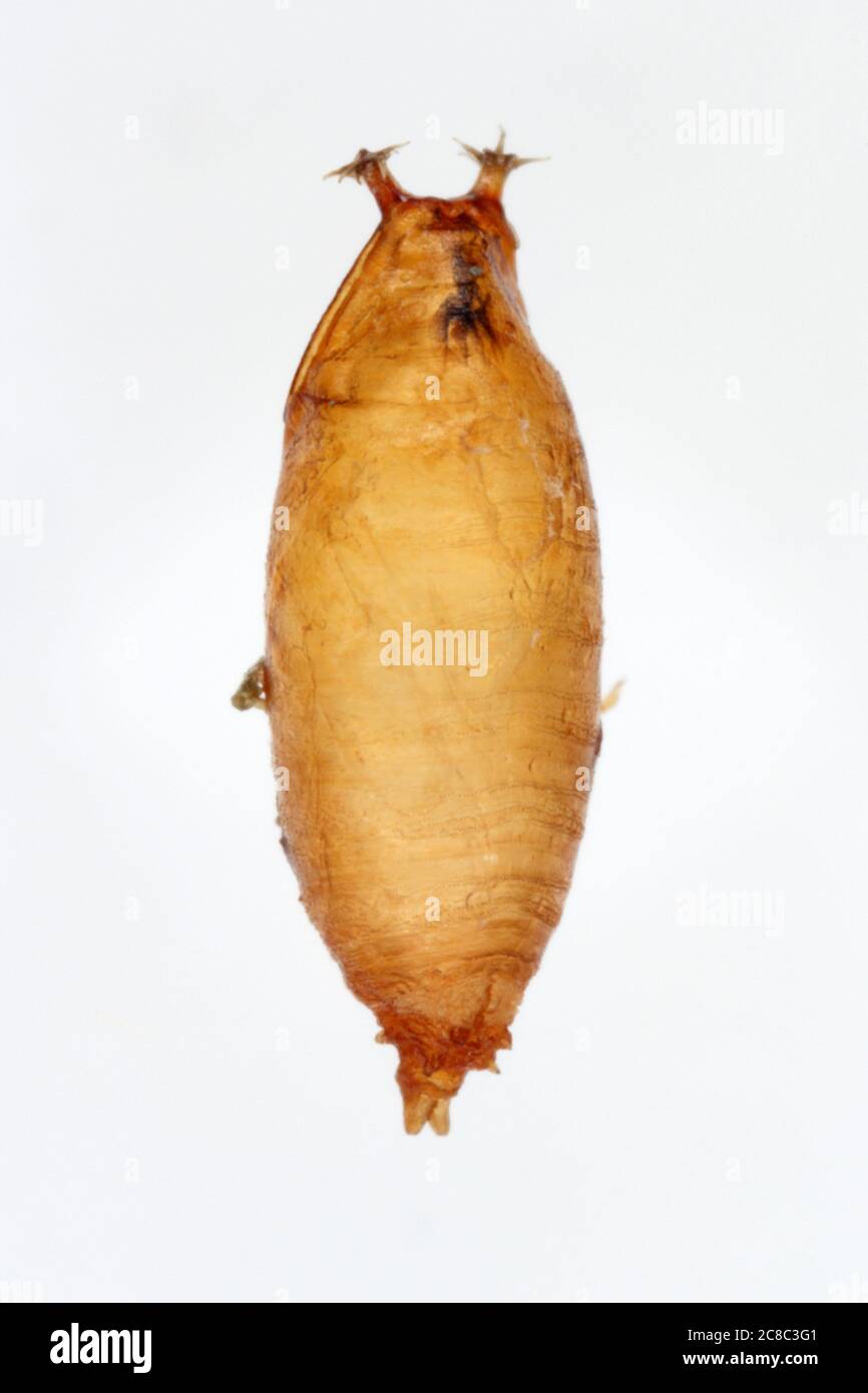 Puppe der Drosophila suzuki - gemeinhin als der gefleckte Flügel drosophila oder SWD Stockfoto