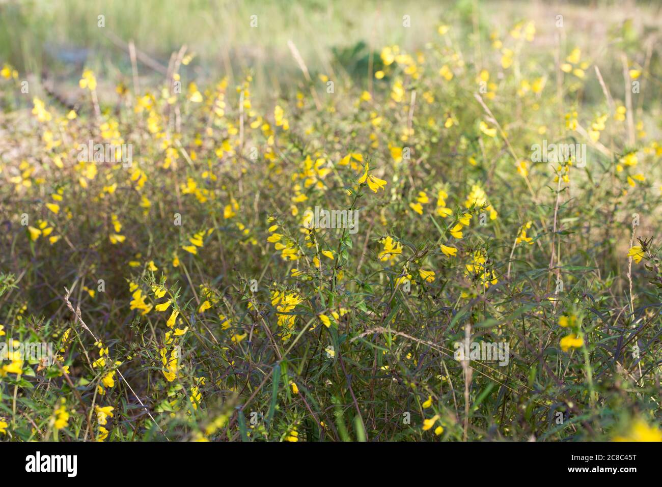 Melampyrum pratense, gemeine Kuh-Weizen gelbe Blüten in Wald Nahaufnahme Stockfoto