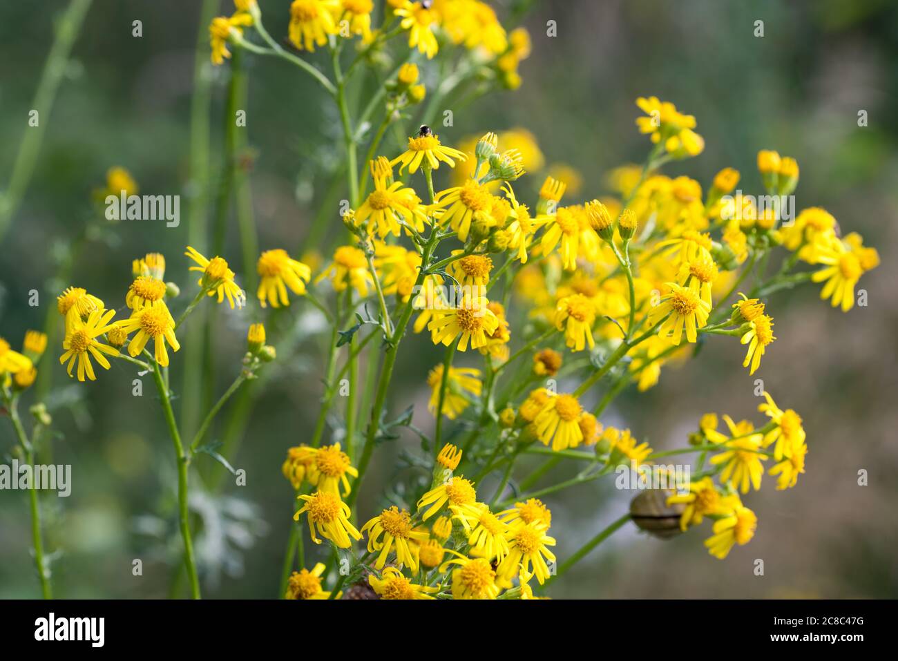 Jacobaea vulgaris, Ragwurz gelbe Blüten in Wiese Nahaufnahme selektive Fokus Stockfoto
