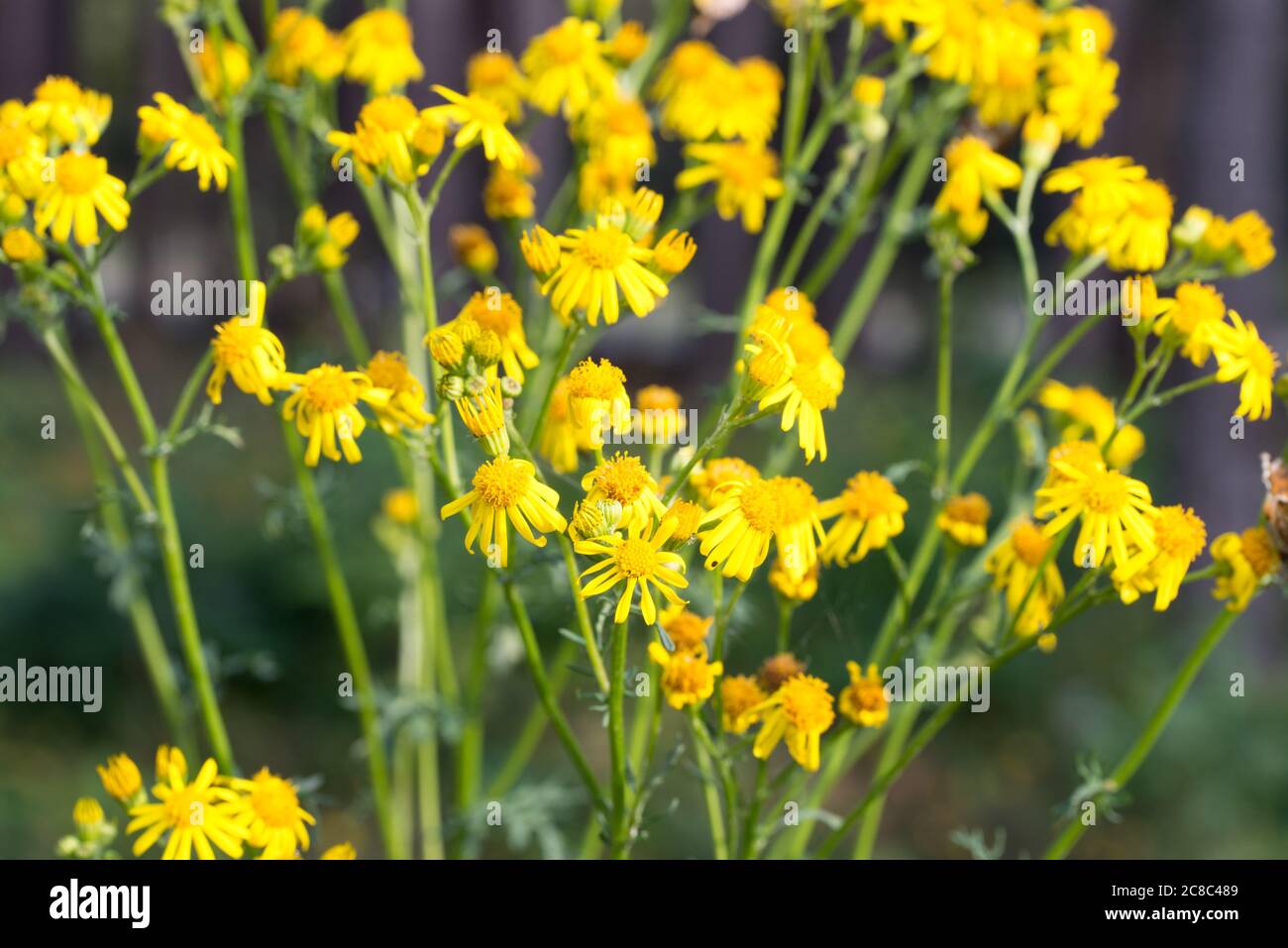 Jacobaea vulgaris, Ragwurz gelbe Blüten in Wiese Nahaufnahme selektive Fokus Stockfoto