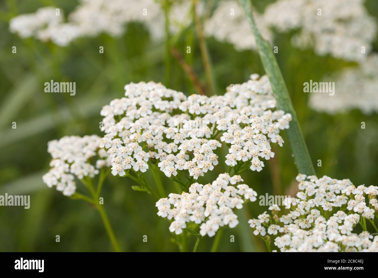 Achillea millefolium, geläufige, weißblühende Blüten in Wiesenmakro selektiver Fokus Stockfoto